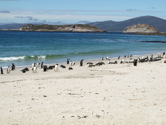 ../../Pictures/241209/096 Gentoo und Magellan.JPG